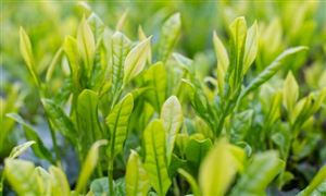 貴州茶葉產(chǎn)品合格率連續(xù)11年保持在100% 中國(guó)茶葉行業(yè)發(fā)展前景分析