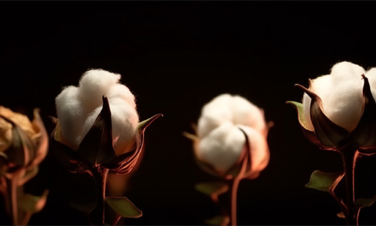 中國棉紡織行業(yè)再生纖維素纖維應(yīng)用情況調(diào)研分析