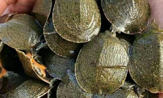 甲魚(yú)養(yǎng)殖行業(yè)發(fā)展機(jī)遇 甲魚(yú)養(yǎng)殖行業(yè)發(fā)展前景投資分析