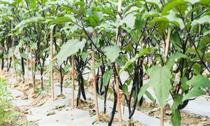茄子行業(yè)市場分析及茄子行業(yè)市場前景分析