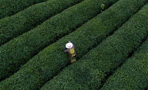茶葉行業(yè)市場(chǎng)現(xiàn)狀調(diào)查及發(fā)展趨勢(shì)分析