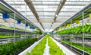 2023蔬菜加工市場需求與未來發(fā)展趨向分析