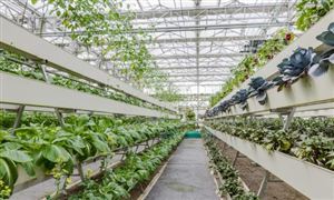 2023年國內蔬菜基地行業(yè)發(fā)展狀況 蔬菜基地行業(yè)發(fā)展規(guī)劃
