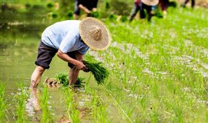 2023年中國(guó)農(nóng)業(yè)投資行業(yè)發(fā)展分析