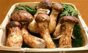 食用菌因其高營(yíng)養(yǎng) 高附加值而深受消費(fèi)者及種植者喜愛(ài) 松茸行業(yè)市場(chǎng)深度分析