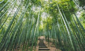 2023竹業(yè)市場(chǎng)未來發(fā)展趨勢(shì)及前景預(yù)測(cè)