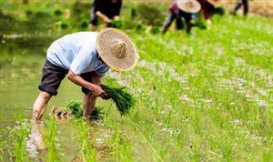 三部門 三大糧食作物保險(xiǎn)實(shí)施范圍擴(kuò)大至全國(guó)所有產(chǎn)糧大縣 農(nóng)業(yè)保險(xiǎn)行業(yè)競(jìng)爭(zhēng)格局