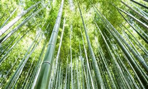 賣竹子也能實現(xiàn)一個億的小目標(biāo)　2023竹子行業(yè)發(fā)展趨勢及市場現(xiàn)狀分析