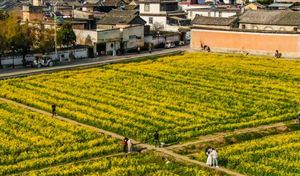 油菜籽價格將繼續(xù)保持上漲趨勢 中國油菜籽行業(yè)發(fā)展現(xiàn)狀分析2023