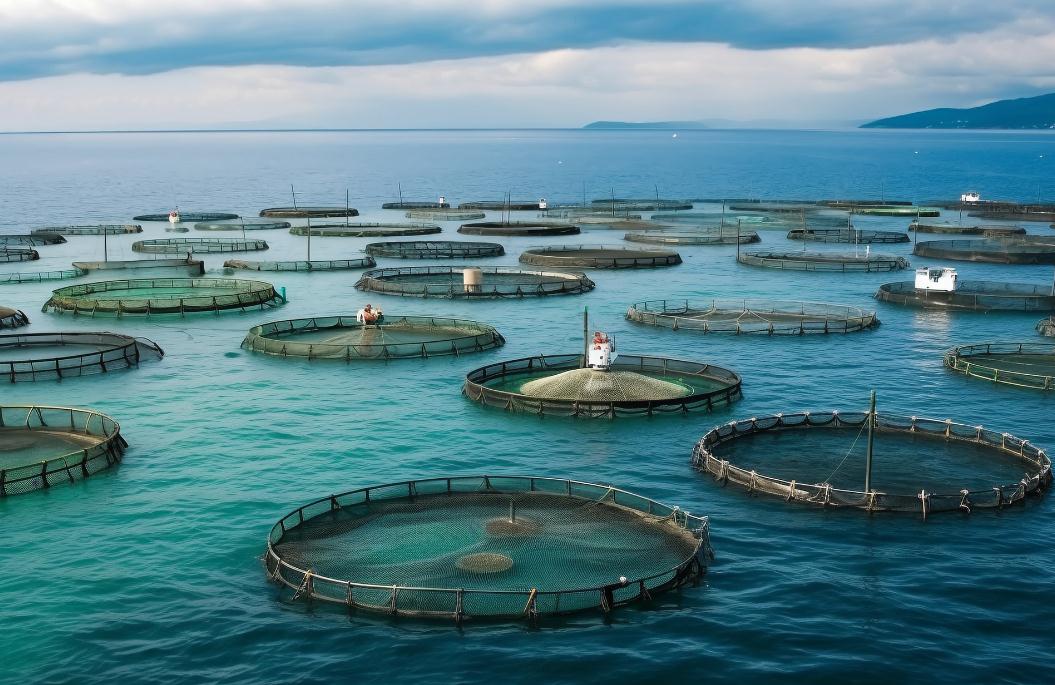 上半年海洋生態(tài)修復穩(wěn)步推進 海洋生態(tài)修復技術指標準實施