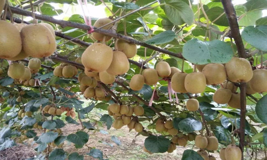 水果行業(yè)調(diào)研：獼猴桃行業(yè)產(chǎn)銷需求與行業(yè)市場現(xiàn)狀分析