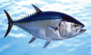 金槍魚行業(yè)發(fā)展前景分析報(bào)告：日本金槍魚價(jià)一夜暴跌24%