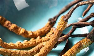 2023年中國野生冬蟲夏草行業(yè)發(fā)展分析 銷售規(guī)模有望突破200億元
