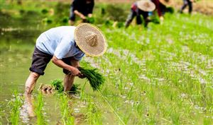 全國現(xiàn)代設(shè)施農(nóng)業(yè)規(guī)模將進一步擴大 2023年中國設(shè)施農(nóng)業(yè)行業(yè)發(fā)展分析