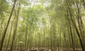 橡膠種植為當?shù)貏?chuàng)造更多的就業(yè)機會 中國橡膠種植行業(yè)發(fā)展前景非常廣闊