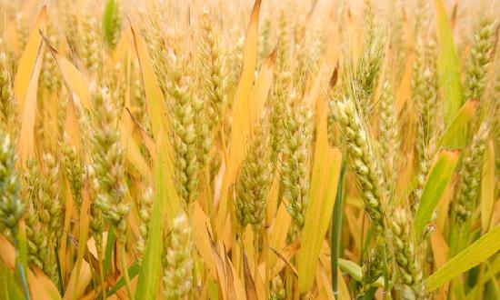 谷物行業(yè)供需分析：2023年全球谷物產(chǎn)量下調(diào)400萬噸，但仍將同比增長0.9%