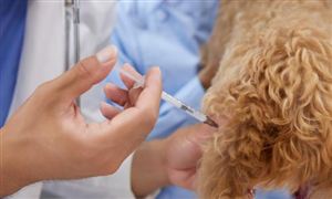 動物疫苗行業(yè)市場競爭格局及行業(yè)市場深度分析調研報告2023