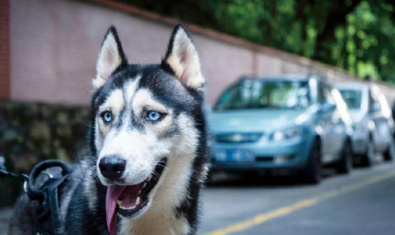 2023年狂犬疫苗行業(yè)市場深度調(diào)研 兩部門印發(fā)狂犬病暴露預防處置工作規(guī)范