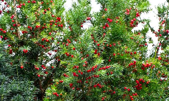 紅豆杉行業(yè)市場如何?紅豆杉市場深度全景調(diào)研報告2023