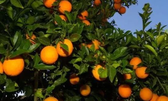 果樹行業(yè)深度分析：消費(fèi)升級(jí)、需求多樣、營養(yǎng)追求催生水果業(yè)萬億元市場(chǎng)