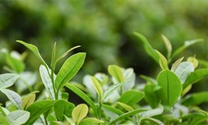 2023有機(jī)茶行業(yè)市場(chǎng)分析：普洱市中國有機(jī)茶認(rèn)證企業(yè)數(shù)證書數(shù)全國第一