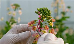 生物育種行業(yè)發(fā)展現(xiàn)狀及未來趨勢：產(chǎn)業(yè)化、商業(yè)化推廣大勢所趨