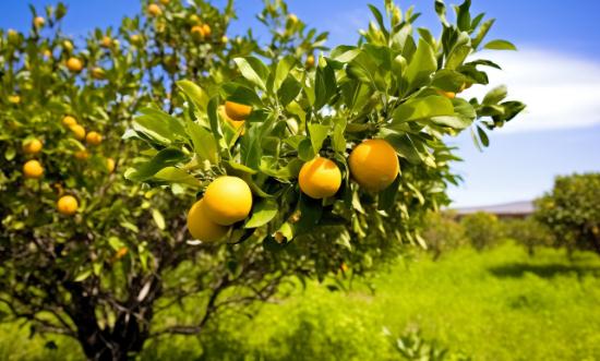 水果種植行業(yè)深度分析及進出口市場分析2023