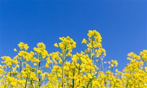 油菜行業(yè)深度調(diào)研與發(fā)展趨勢(shì)預(yù)測(cè)：預(yù)計(jì)冬油菜面積超過(guò)1億畝