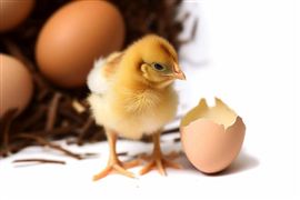 9月全國工業(yè)飼料量跌價增 養(yǎng)殖端對飼料需求預期分析