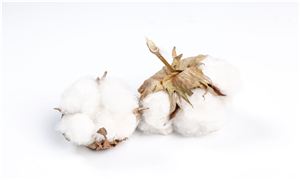 棉花價(jià)格下降影響幾何 新版棉花強(qiáng)制性國(guó)標(biāo)發(fā)布