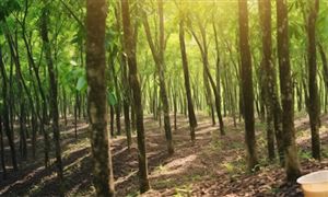 天然橡膠產(chǎn)業(yè)發(fā)展面臨新機(jī)遇 中國(guó)橡膠樹種植行業(yè)發(fā)展分析
