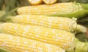 2024鮮食玉米行業(yè)市場(chǎng)分析：鮮食玉米產(chǎn)業(yè)化前景被看好