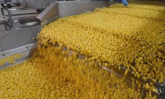 2024玉米深加工行業(yè)發(fā)展投資：玉米生物發(fā)酵企業(yè)和產(chǎn)品發(fā)展態(tài)勢良好