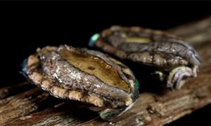 降降降 這種名貴食材鮑魚 便宜了 價格創(chuàng)近10年新低 鮑魚養(yǎng)殖行業(yè)現(xiàn)狀調(diào)研