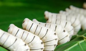 桑蠶產(chǎn)業(yè)現(xiàn)已成為實現(xiàn)鄉(xiāng)村振興的重要特色產(chǎn)業(yè) 桑蠶養(yǎng)殖行業(yè)市場前景如何
