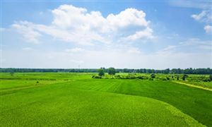 水稻種植行業(yè)報告 2023水稻種植產(chǎn)業(yè)現(xiàn)狀分析