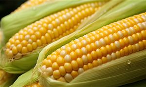 玉米行業(yè)現(xiàn)狀分析：國內(nèi)玉米價格持續(xù)下行，后期走勢如何?