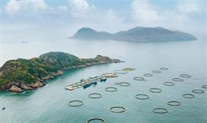 出魚了 全國首個 成功應(yīng)用 海洋牧場市場機遇與挑戰(zhàn)分析報告
