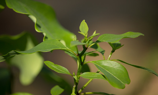樟腦行業(yè)市場現(xiàn)狀分析及未來前景趨勢