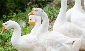 黑龍江：鐵鍋燉大鵝熱銷 百億大產(chǎn)業(yè)迎來新機會 鵝養(yǎng)殖行業(yè)市場深度調研分析報告