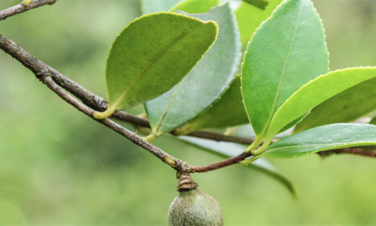山茶籽行業(yè)市場(chǎng)現(xiàn)狀及未來(lái)戰(zhàn)略前景分析2024