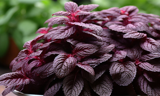 葉醇行業(yè)市場(chǎng)發(fā)展及未來規(guī)模預(yù)測(cè)分析