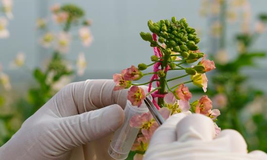 2024高通量、智能化促進高質(zhì)量生物育種創(chuàng)新應(yīng)用生物育種行業(yè)投資機會：
