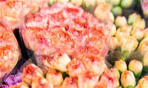 2024鮮切花市場行業(yè)競爭分析及發(fā)展前景預測