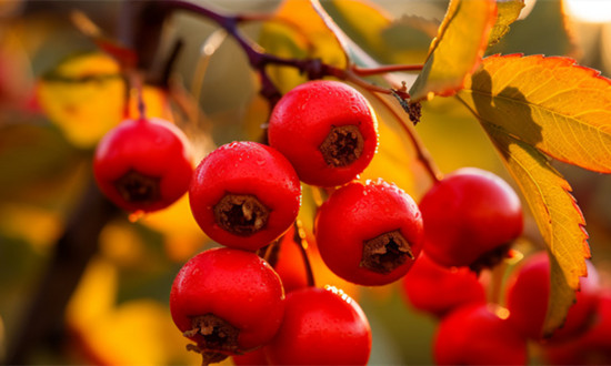 山楂行業(yè)種植面積、產(chǎn)量及市場狀況分析