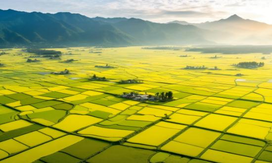 2024水稻種植產(chǎn)業(yè)現(xiàn)狀及未來發(fā)展趨勢(shì)分析