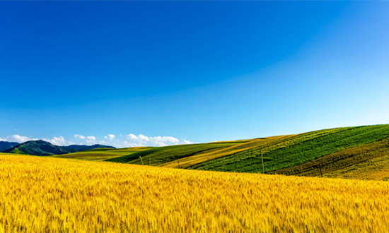 新疆農(nóng)業(yè)行業(yè)市場(chǎng)發(fā)展分析：2024年新疆糧食生產(chǎn)目標(biāo)再增100萬(wàn)噸
