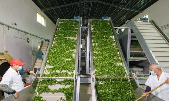 2024茶葉種植與加工行業(yè)發(fā)展趨勢(shì)、前景研究