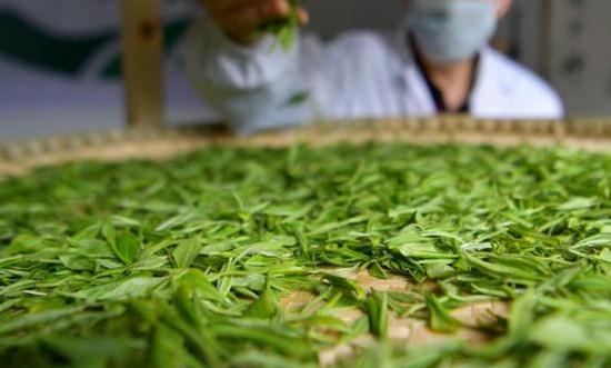 茶葉種植行業(yè)投資潛力、未來趨勢(shì)：朝著標(biāo)準(zhǔn)化、專業(yè)化、規(guī)?；较虬l(fā)展