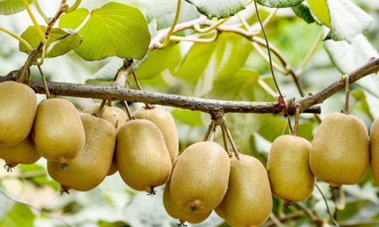 獼猴桃行業(yè)種植面積、產(chǎn)量及市場需求分析